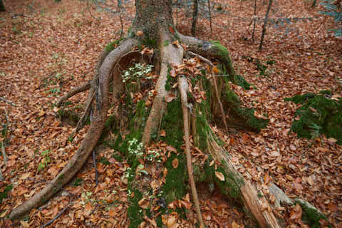 Gemeinde Bayerisch_Eisenstein Landkreis Regen Hans-Watzlik-Hain Wurzelkrake (Dirschl Johann) Deutschland REG